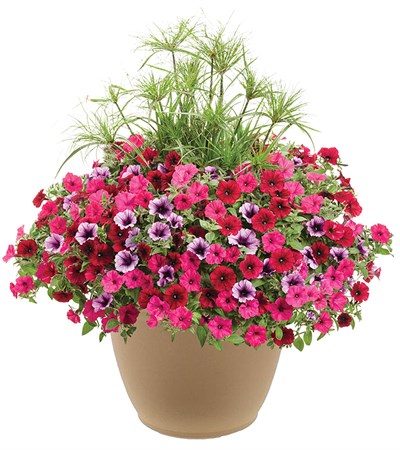 Grand Traverse Planter